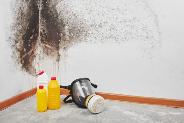 Professional Mold Remediation in Kana, UT