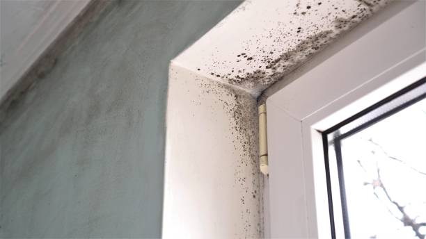 Best Kitchen Mold Remediation in Kana, UT