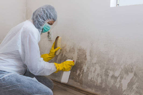 Best HVAC Mold Remediation in Kana, UT