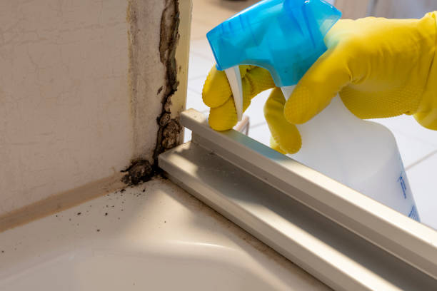 Best Emergency Mold Remediation in Kana, UT