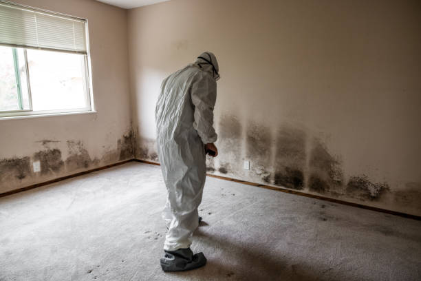 Best Mold Remediation for Schools in Kana, UT